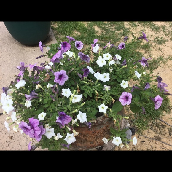 Meet your Posher, Cathy - Picture 4 of 8